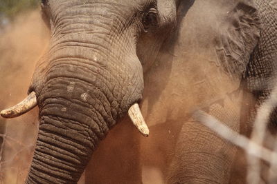 Close-up of an elephant