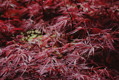 Close-up of autumn leaves on field