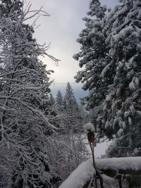 Snow covered trees