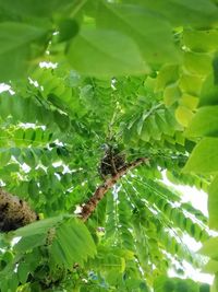 Close-up of insect on plant