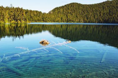 Scenic view of lake against trees in forest