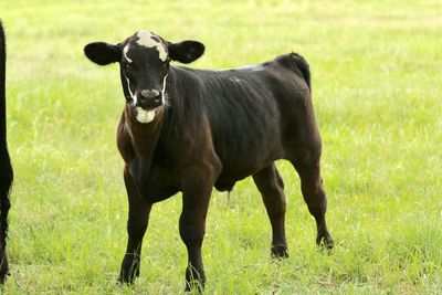 Cows standing in a field