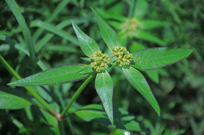 High angle view of flowering plant on land