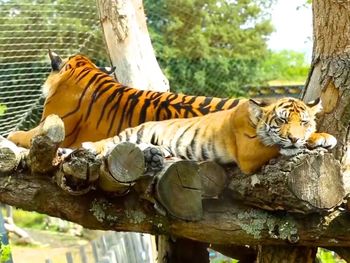 Cat resting on a tree