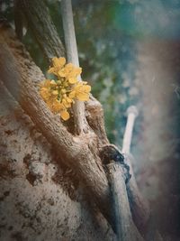Close-up of yellow flower on tree trunk