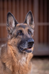 Close-up portrait of dog