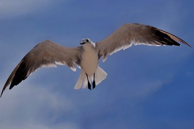 Low angle view of seagull flying against blue sky