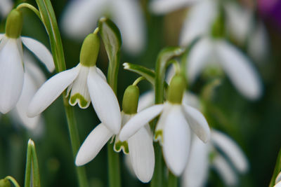 Close-up of white flowering plants