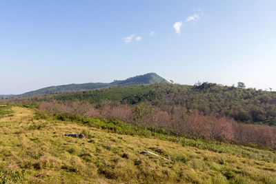 Scenic view of field against clear sky