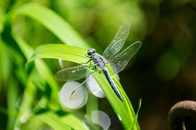 Close-up of damselfly on plant