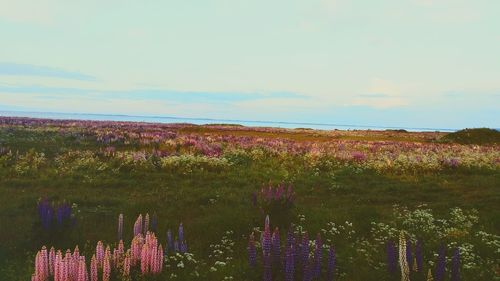Scenic view of field against cloudy sky