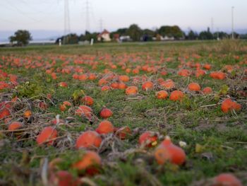 View of flowers growing in field