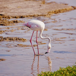 Flamingo drinking water