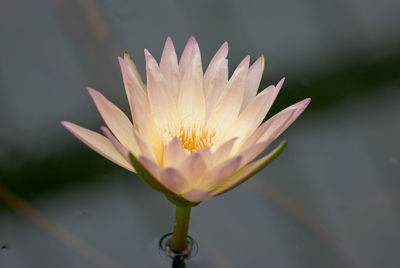 Close-up of water lily in lake