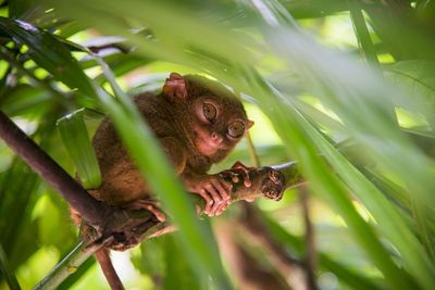 Close-up of monkey on tree