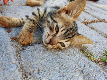 High angle view of cat sleeping on footpath