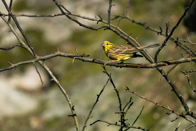 Close up on a male yellowhammer bird perched on a branch. the picture is taken in sweden.