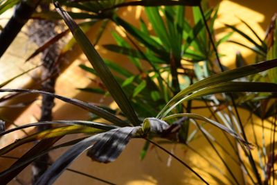 Close-up of insect on plant