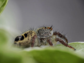 Close-up of spider