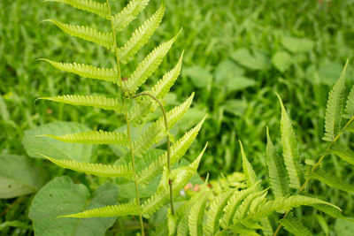 Summer forest green wild grass fern natural background texture