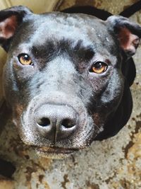 Close-up portrait of dog