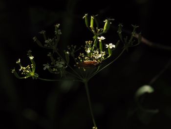 Close-up of flowering plant against black background