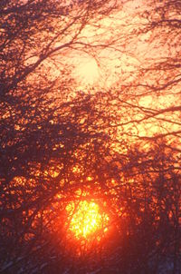 Low angle view of trees against orange sky