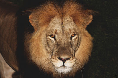 Close-up portrait of lion