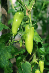 Close-up of green chili peppers on plant