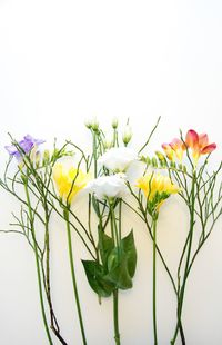 Close-up of flowering plant against white background