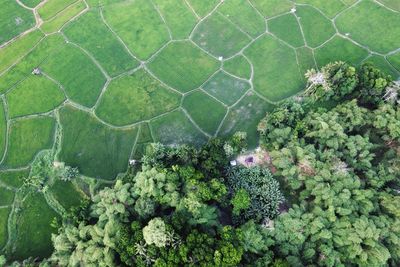 Natural pattern agriculture