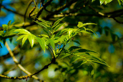 Close-up of leaves on tree