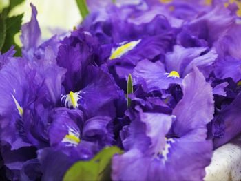 Close-up of purple flowers