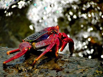 Close-up of red crab on tree