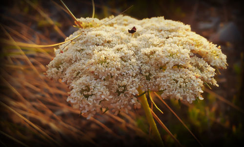 Close-up of insect on flower