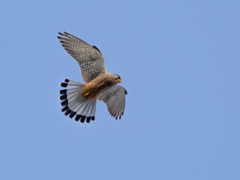 Low angle view of eagle flying against clear blue sky