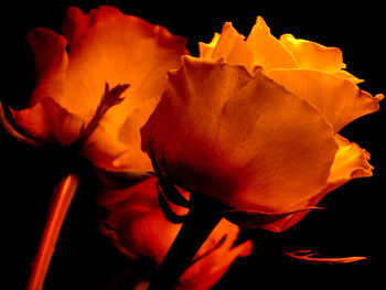 Close-up of red flower