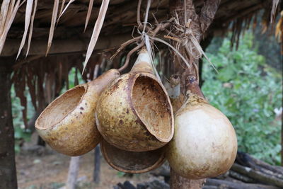 Close-up of coconut hanging on tree