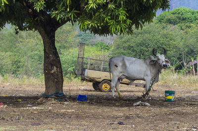 Cow on field by tree