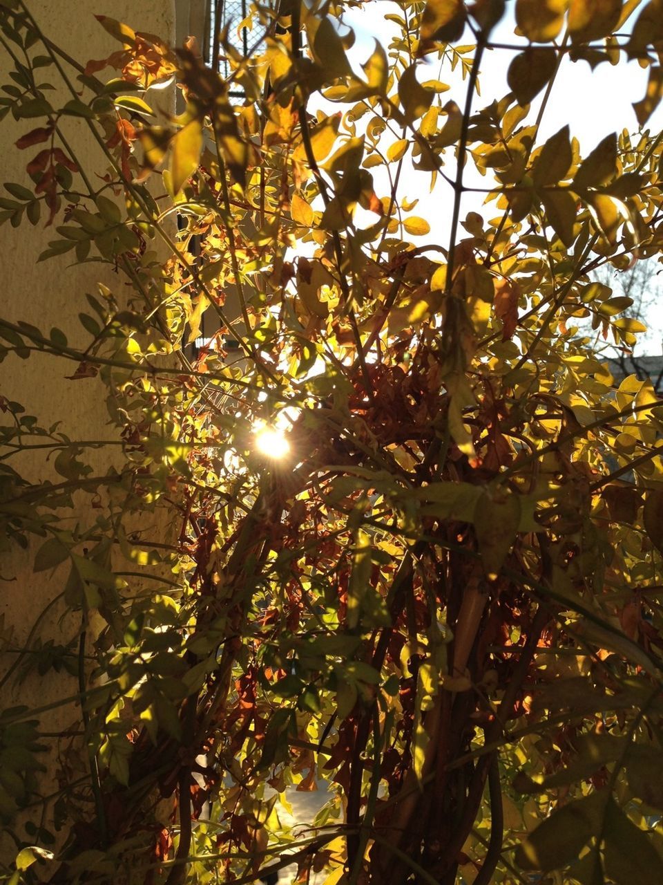 low angle view, tree, branch, leaf, growth, sunlight, sun, nature, sunbeam, lens flare, day, outdoors, no people, tree trunk, sky, beauty in nature, plant, tranquility, back lit, twig