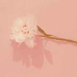 Close-up of pink flowering plant against white background