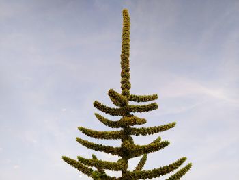 Low angle view of plant against sky