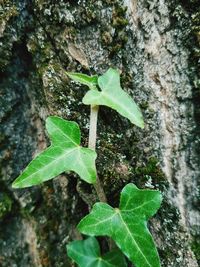 Close-up of green plant