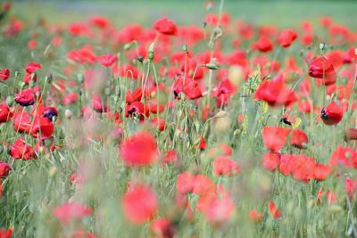 Close-up of red poppy flowers on field