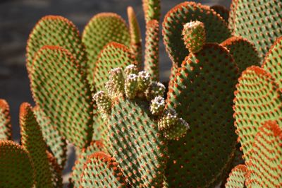 Close-up of succulent plant