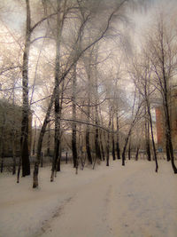 Bare trees on snow covered land