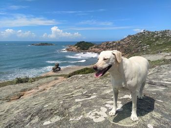 Dog standing on land against sea