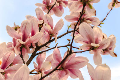 Low angle view of pink magnolia blossoms against sky