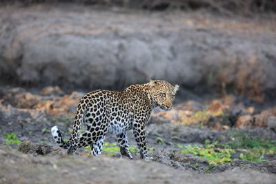 Full frame shot of an animal on field