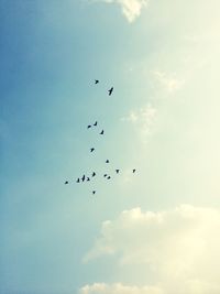 Low angle view of birds flying in sky